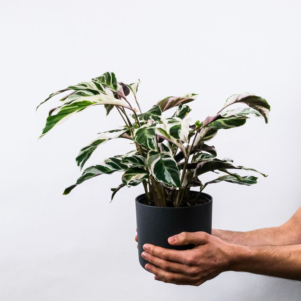 Calathea Fusion White - Korbmaranten
