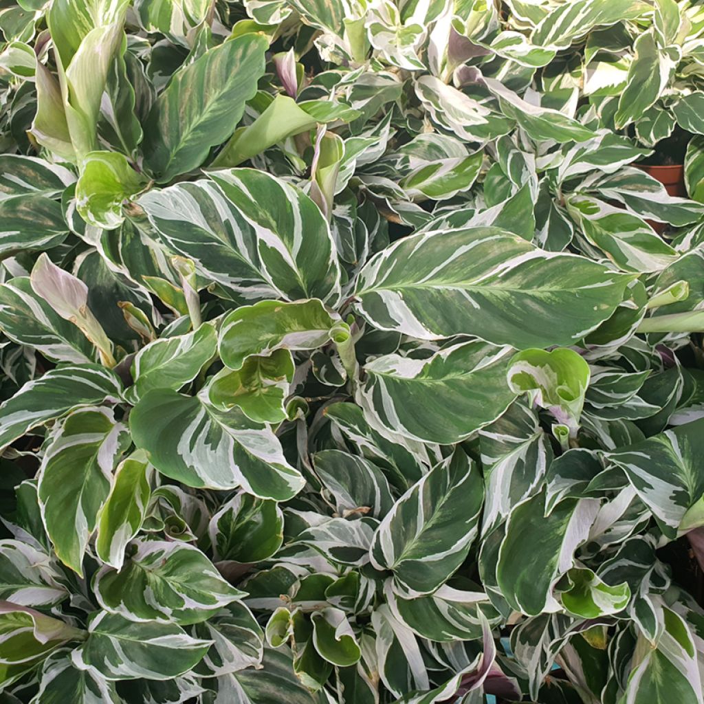 Calathea Fusion White - Korbmaranten