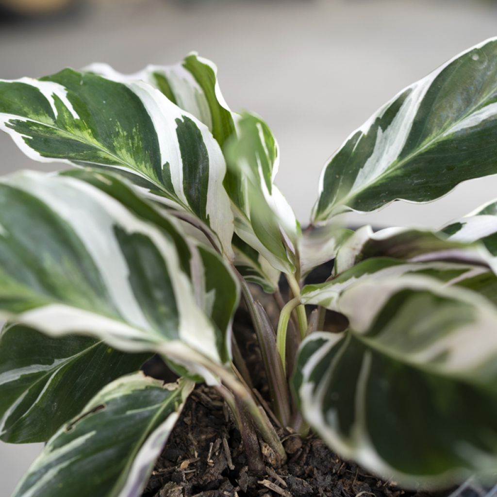 Calathea Fusion White - Korbmaranten