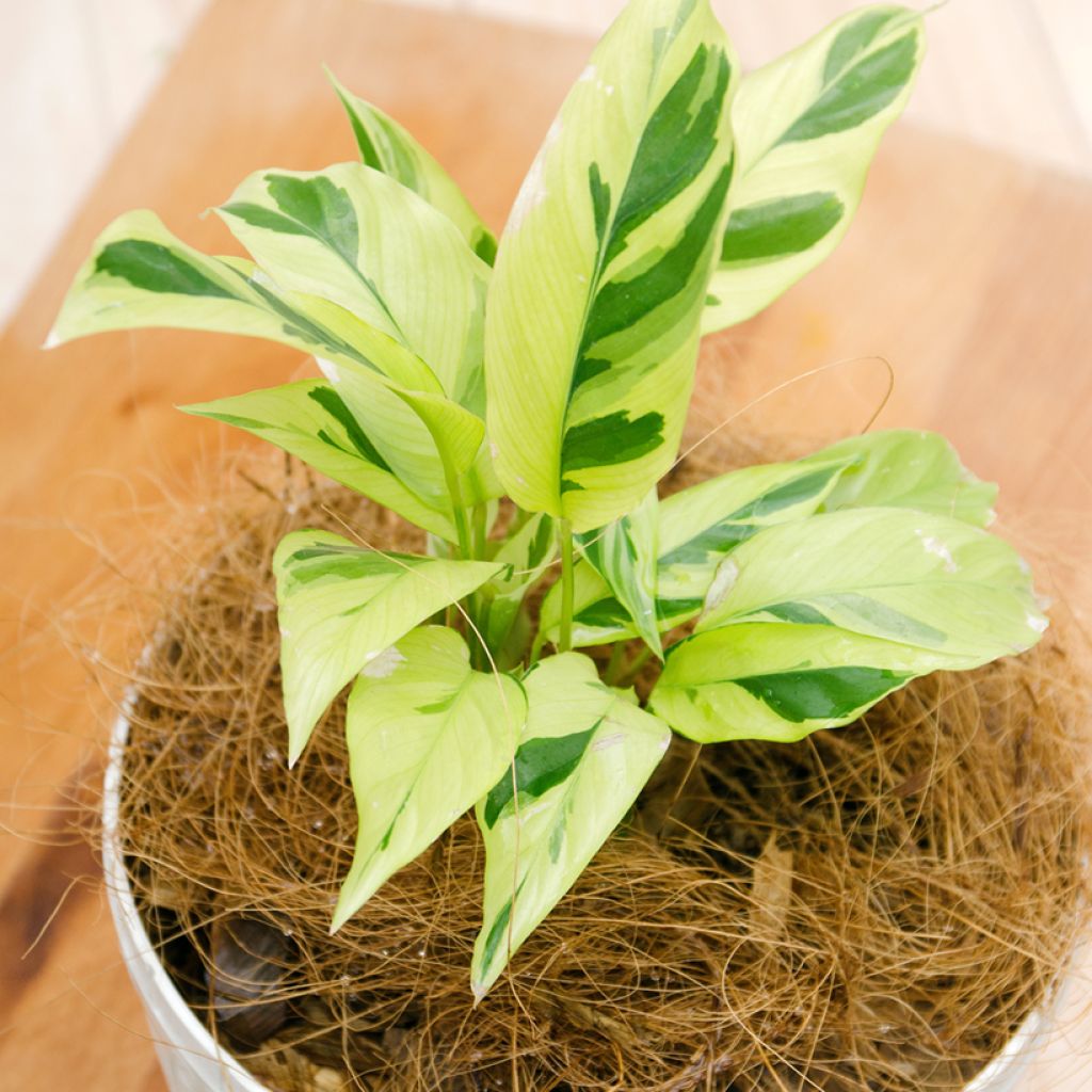 Calathea Yellow Fusion - Korbmaranten