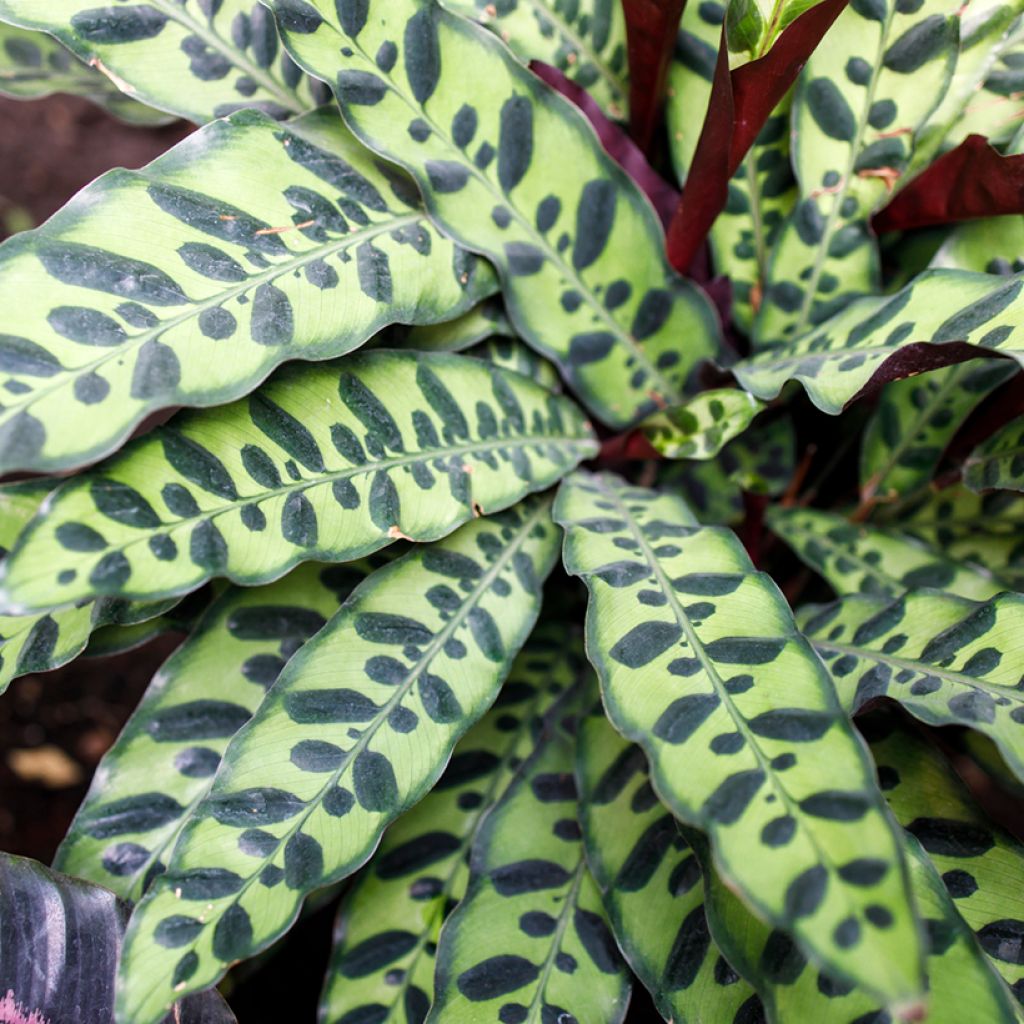 Calathea insignis - Korbmaranten