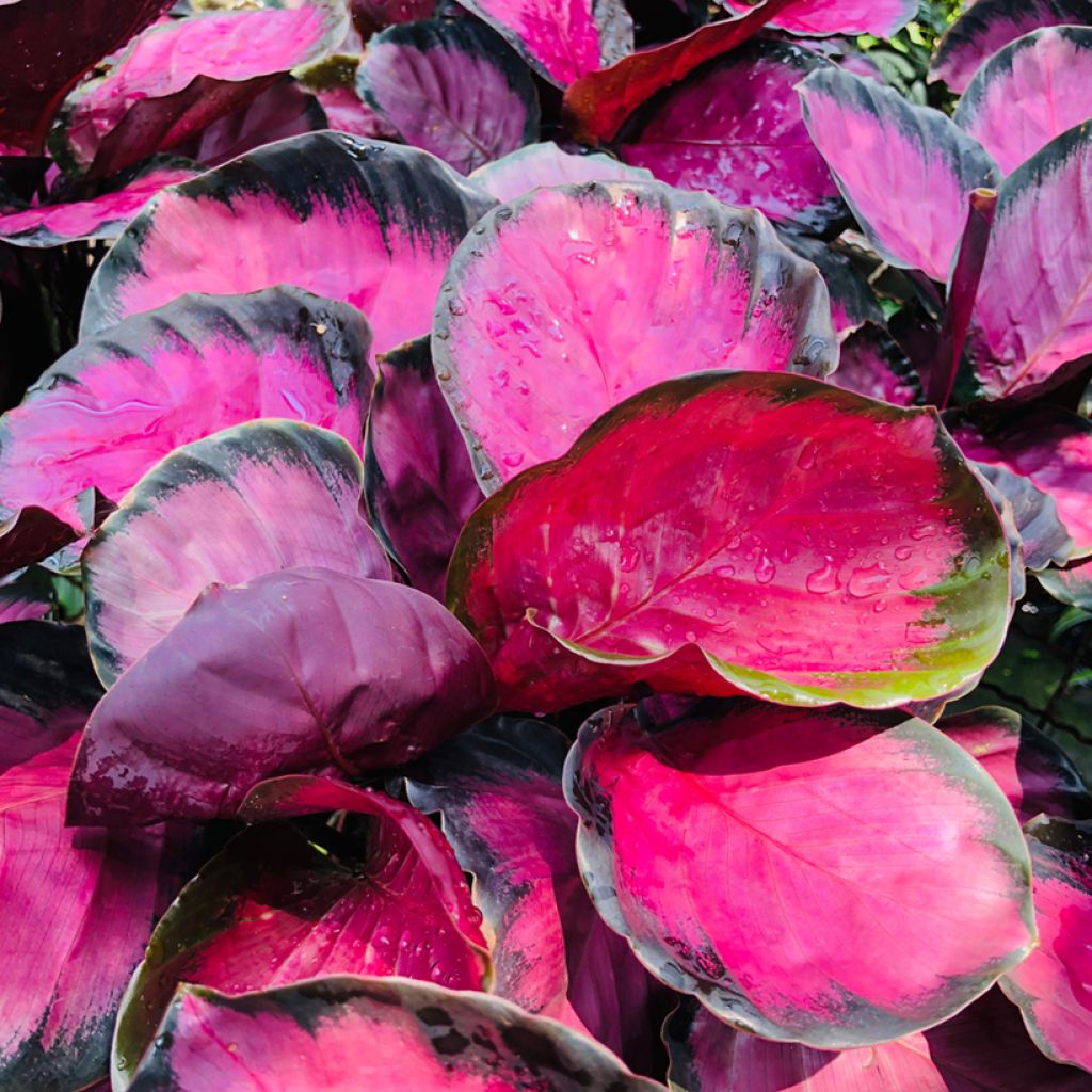 Calathea Misty Red - Korbmaranten