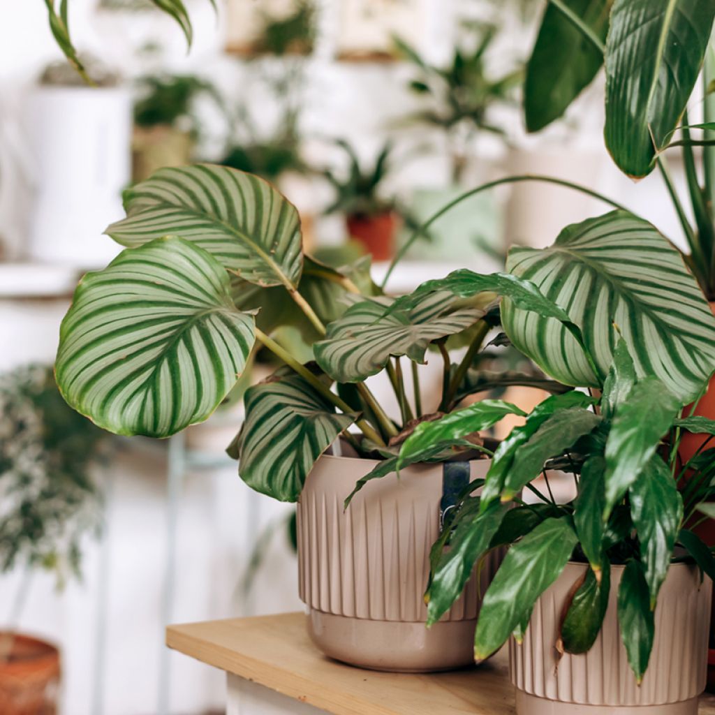 Calathea orbifolia - Korbmaranten