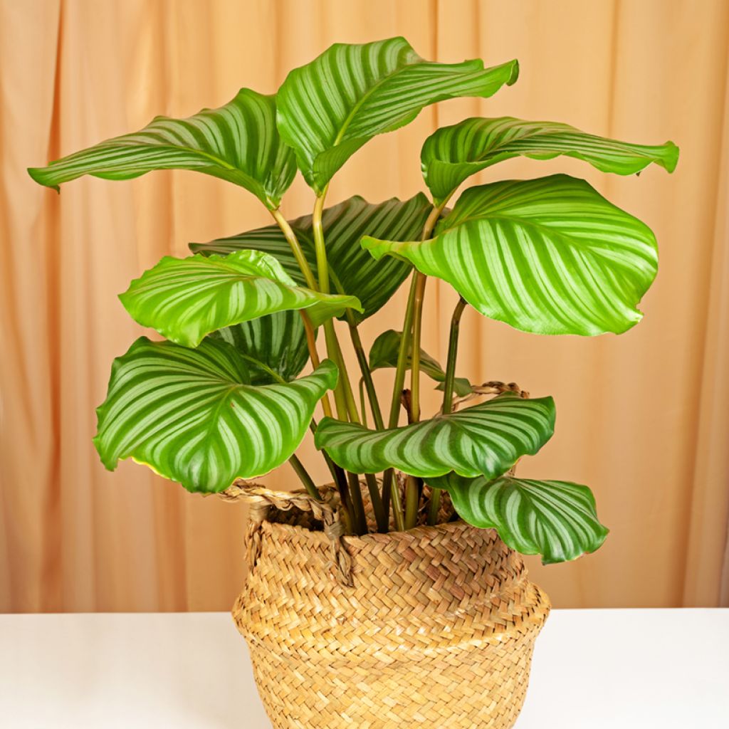 Calathea orbifolia - Korbmaranten
