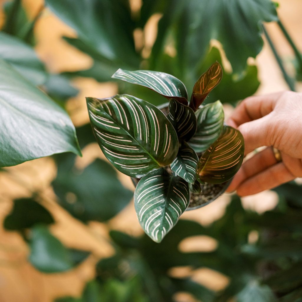 Calathea ornata - Korbmaranten