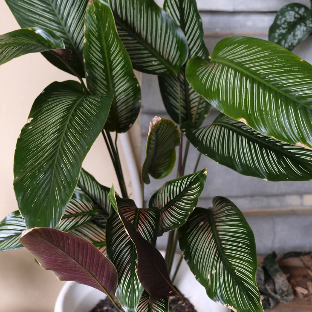 Calathea ornata - Korbmaranten