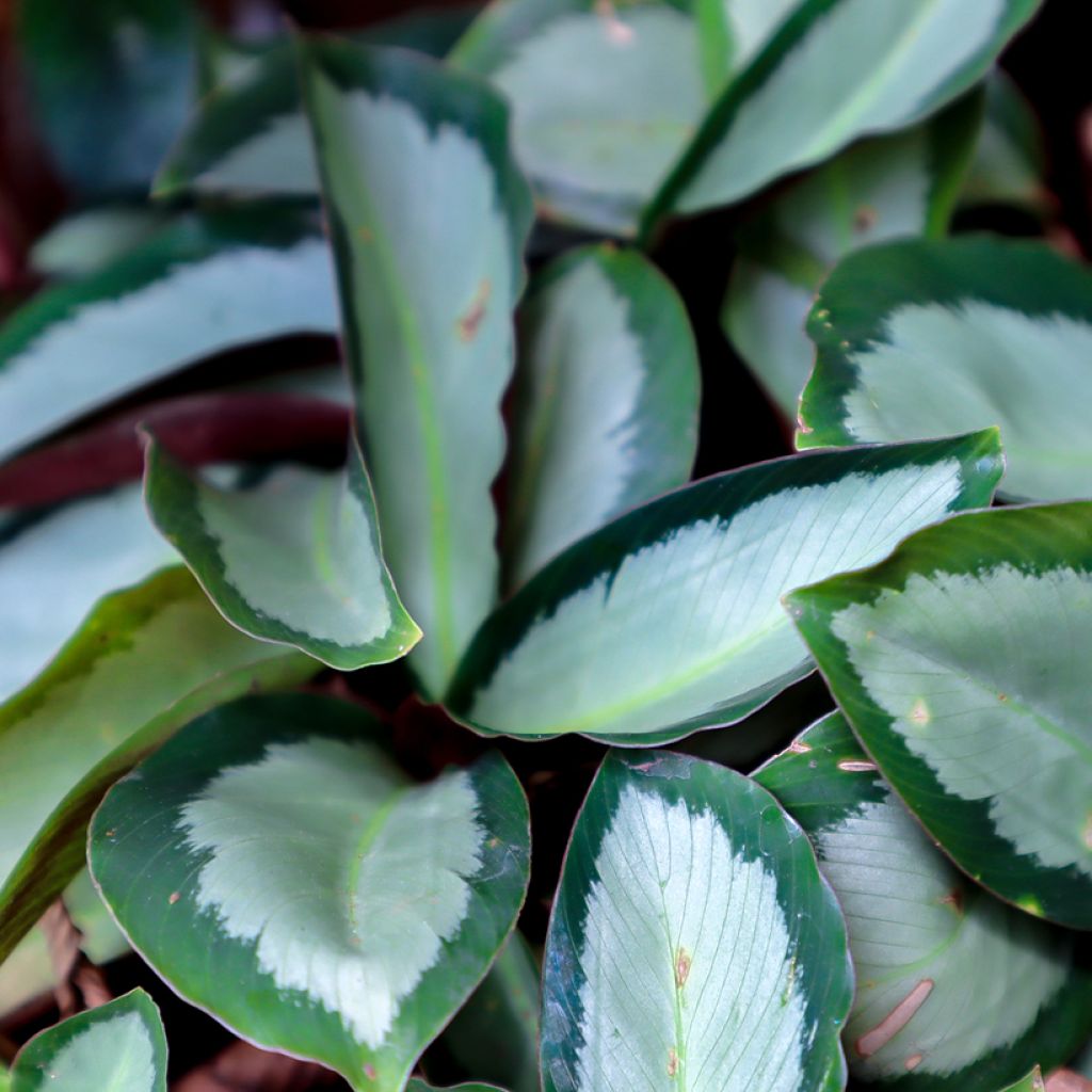 Calathea Royal Standard - Korbmaranten