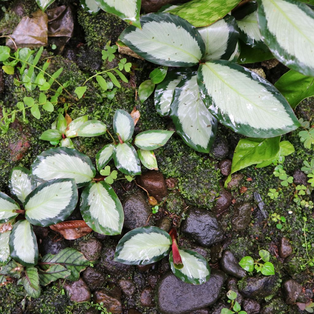 Calathea Royal Standard - Korbmaranten