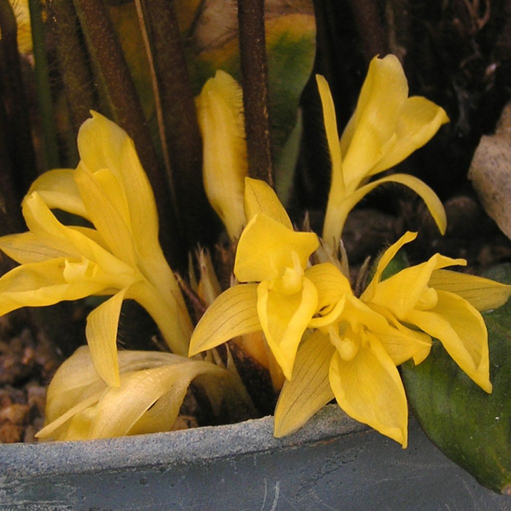 Calathea rufibarba - Korbmaranten