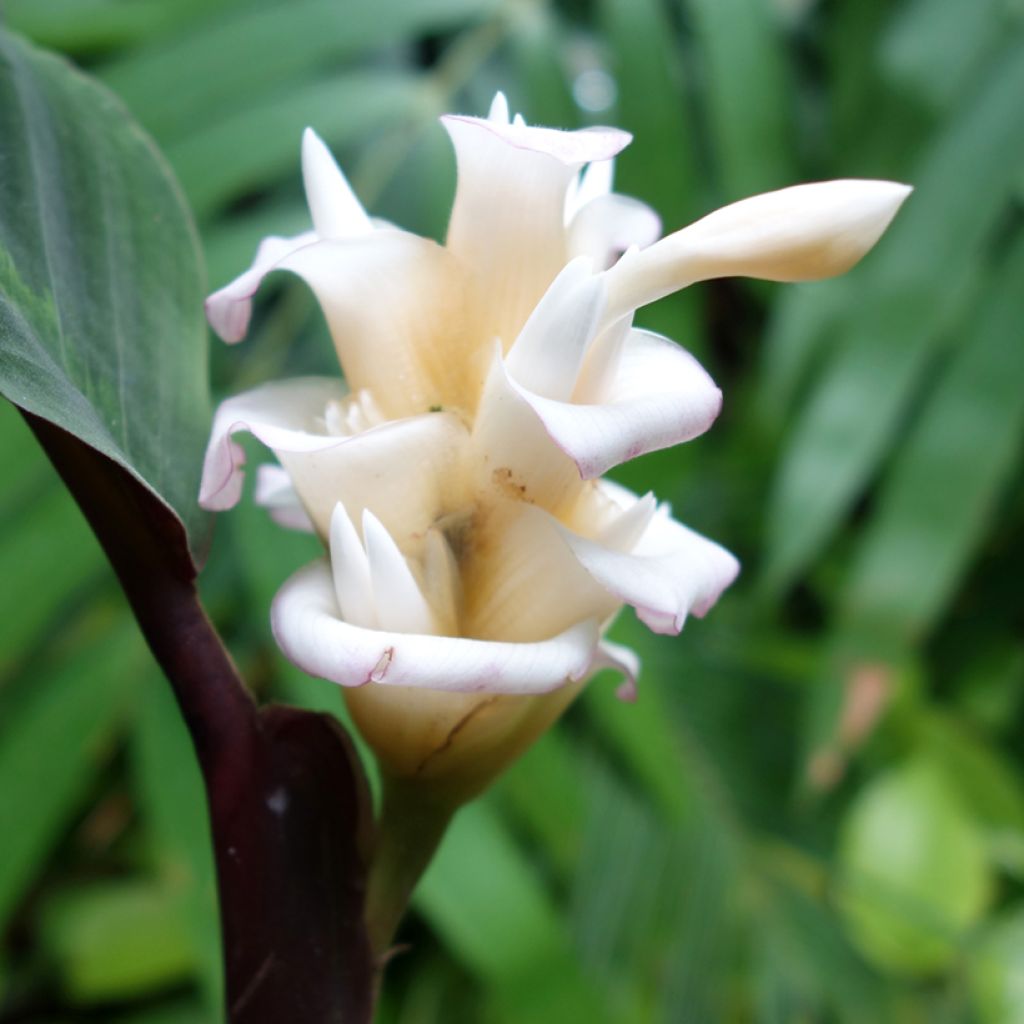 Calathea warscewiczii - Korbmaranten
