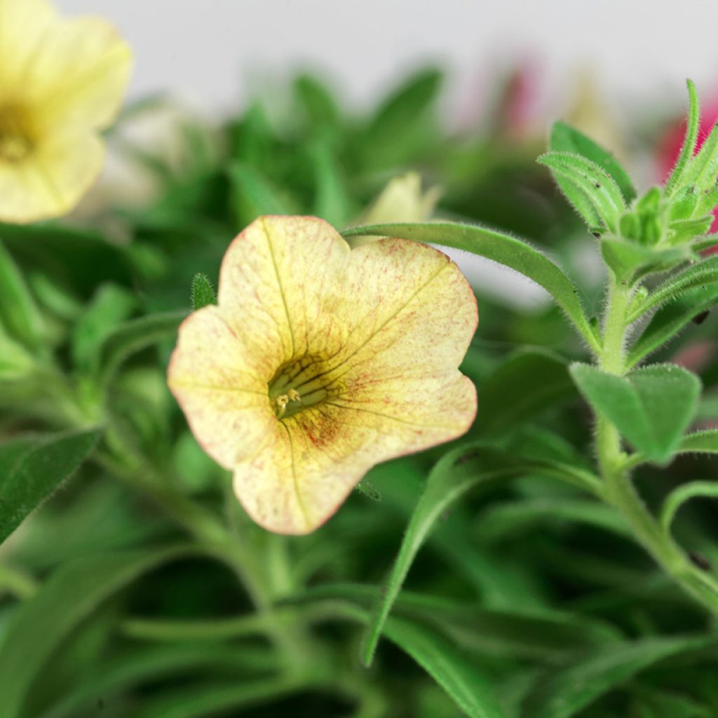 Zauberglöckchen Sweet Bells Bronze Lemon - Calibrachoa