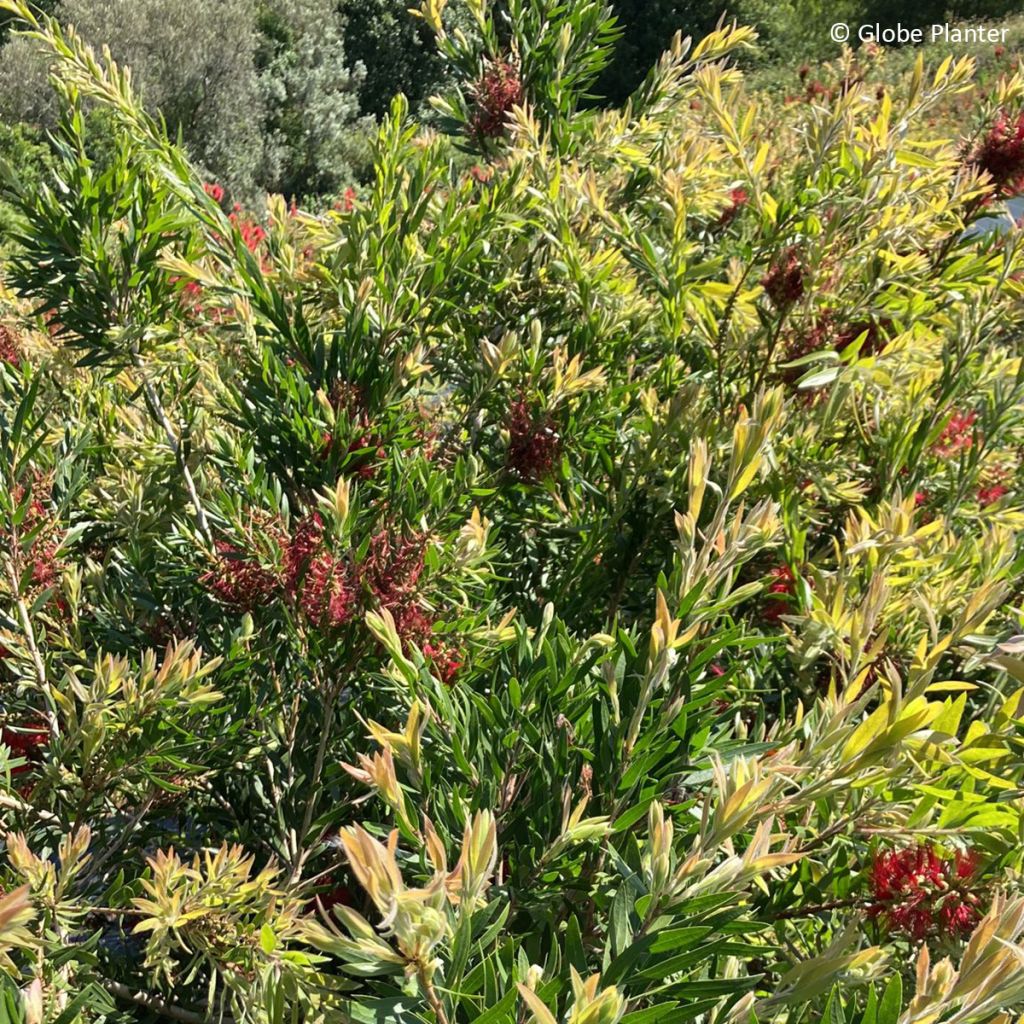 Callistemon Outback Fire - Zylinderputzer