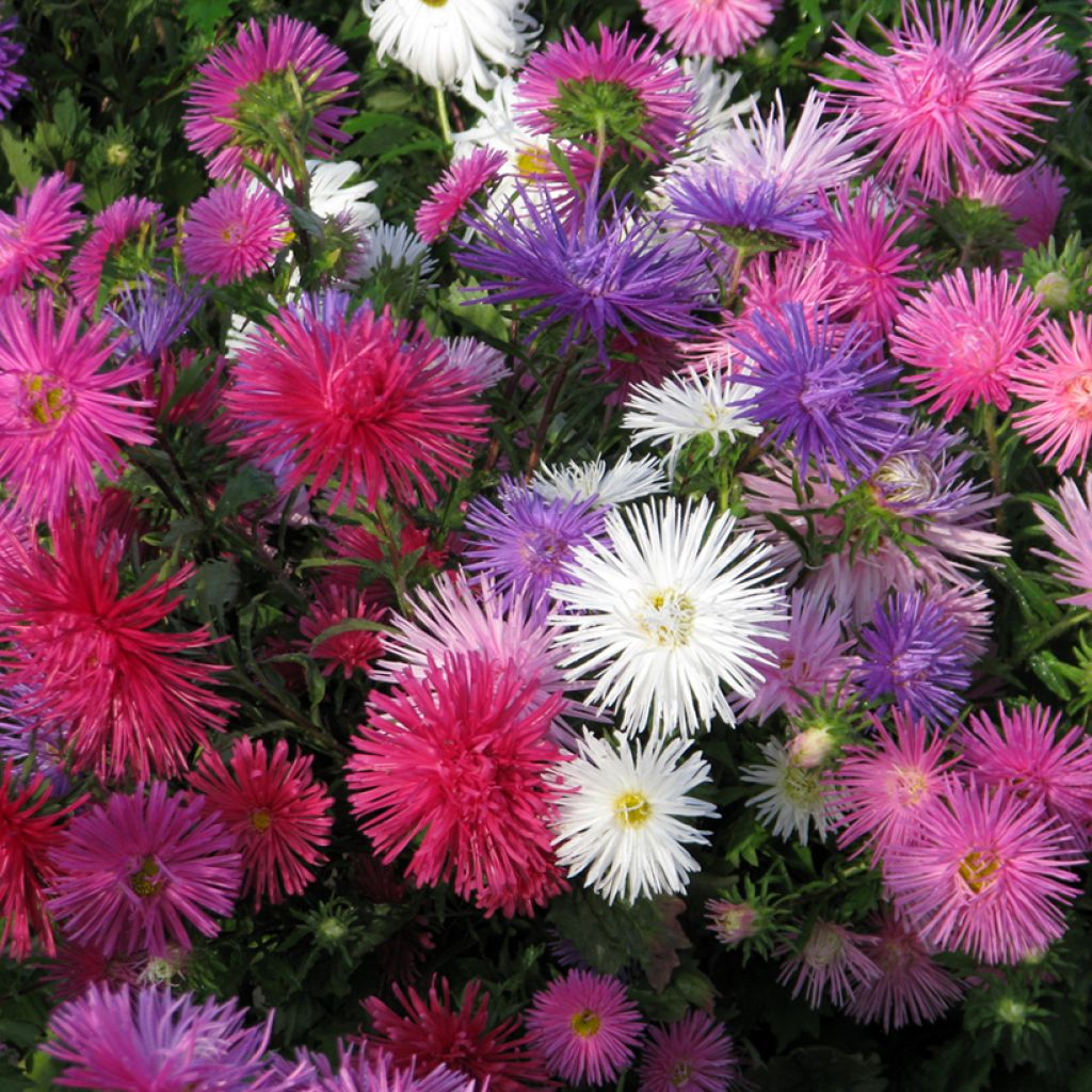 Sommeraster Unicum (Samen) - Callistephus chinensis