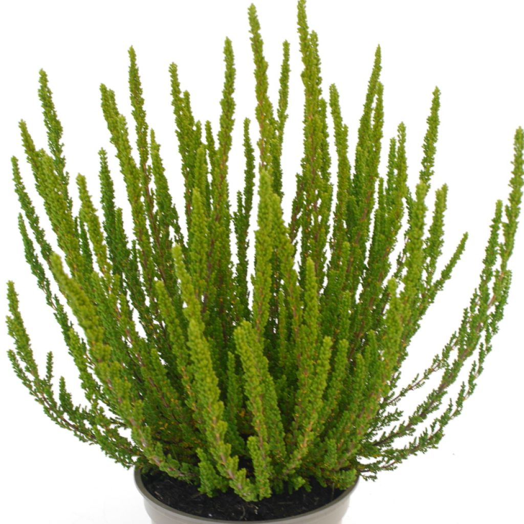 Besenheide Garden Girls Zelia - Calluna vulgaris