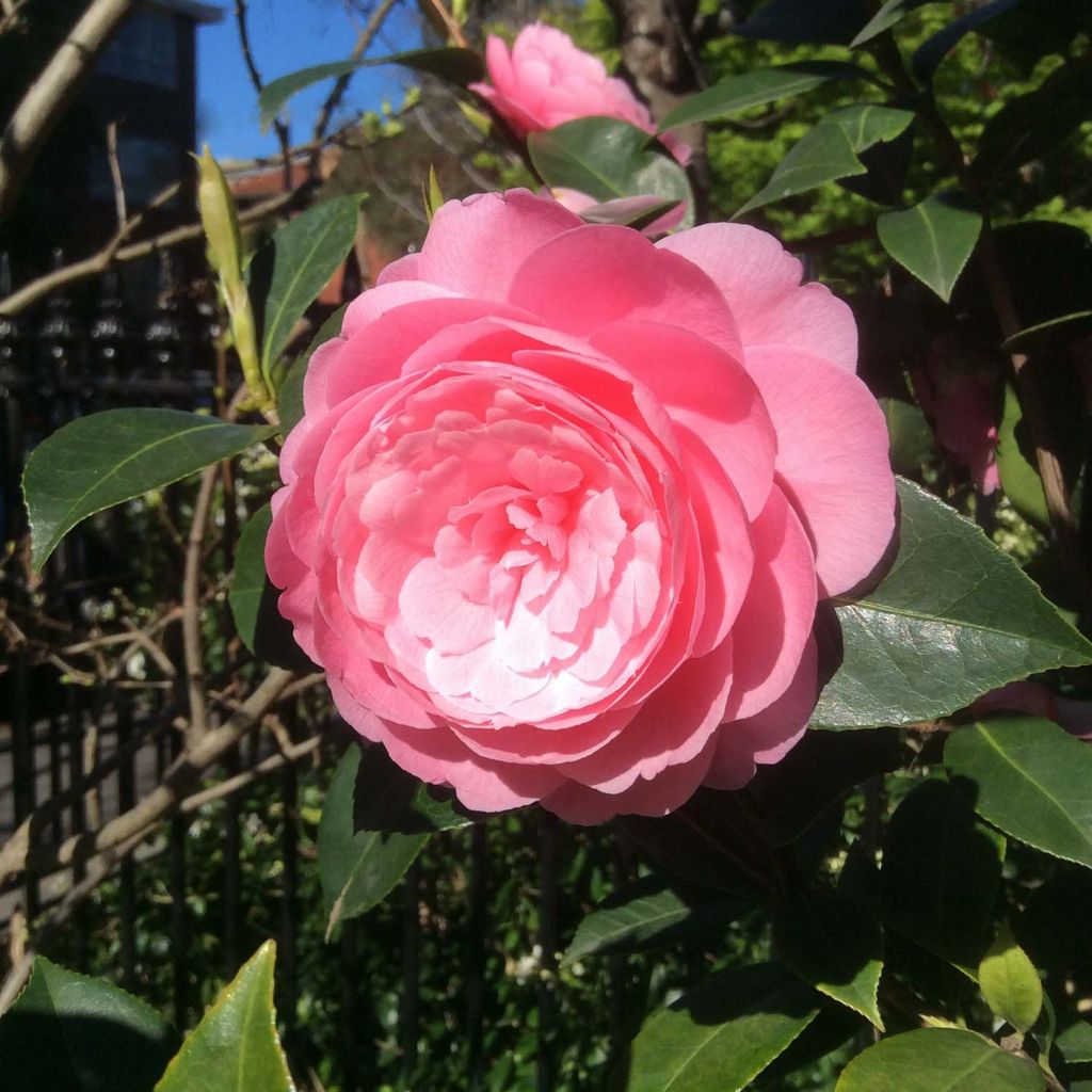Camellia williamsii EG Waterhouse - Kamelie