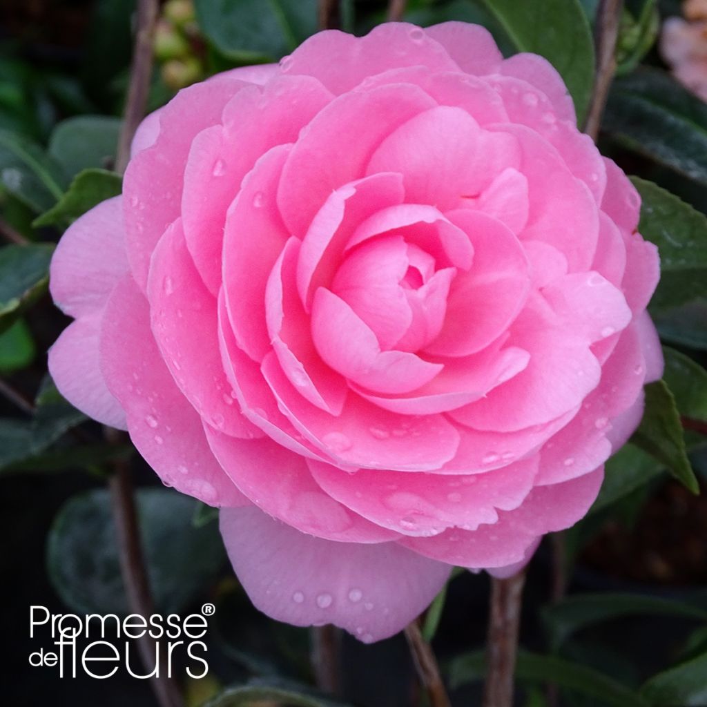 Camellia williamsii EG Waterhouse - Kamelie