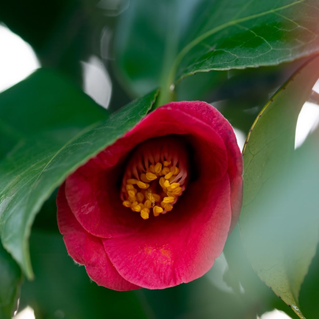 Camellia Royal Velvet - Kamelie