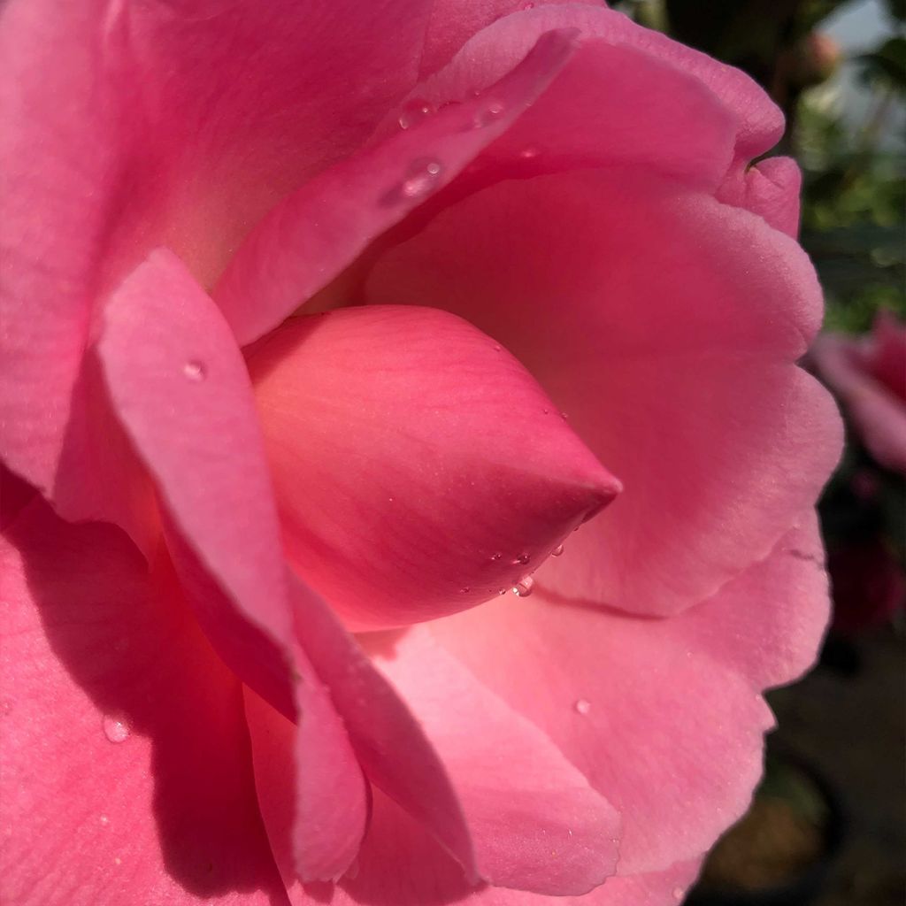 Camellia williamsii EG Waterhouse - Kamelie