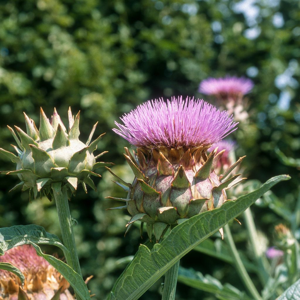 Wilde Artischocke plein blanc inerme - Cynara cardunculus