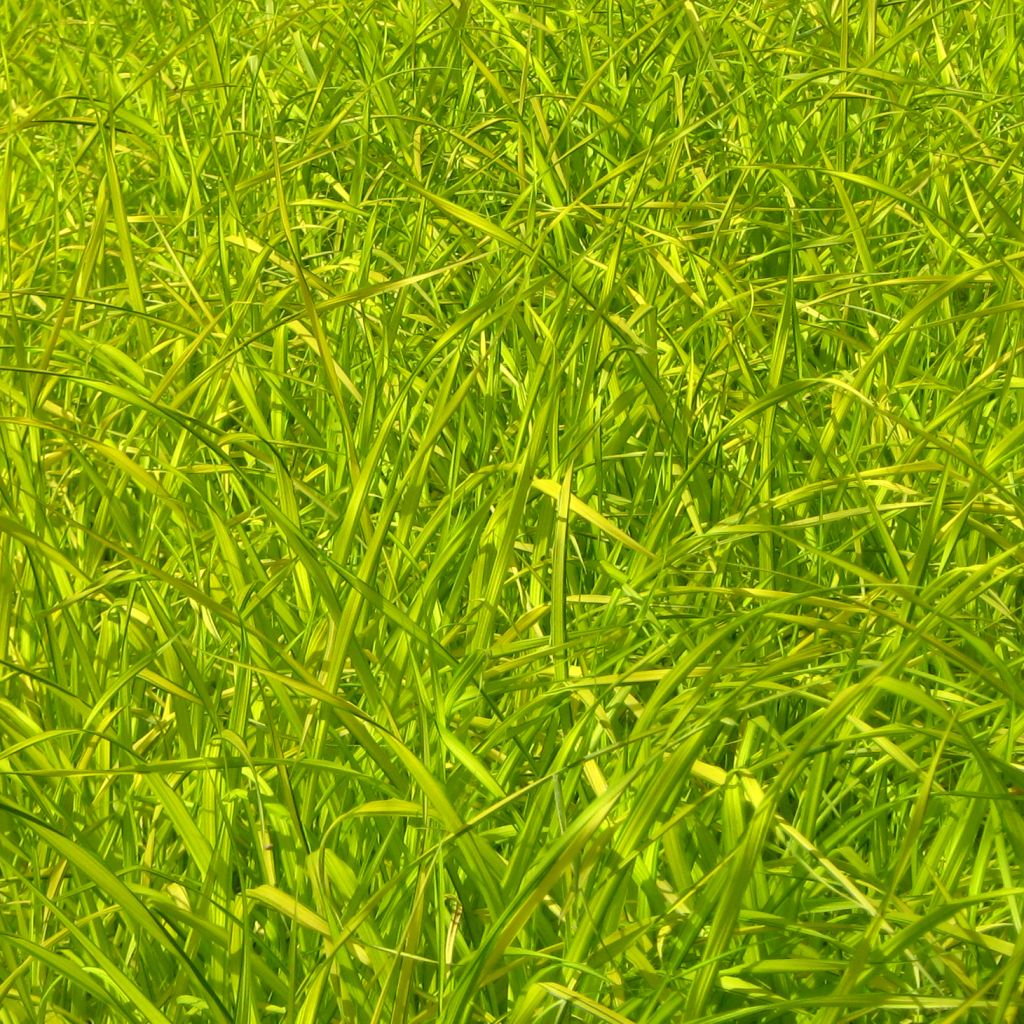 Carex elata Aurea - Steife Segge