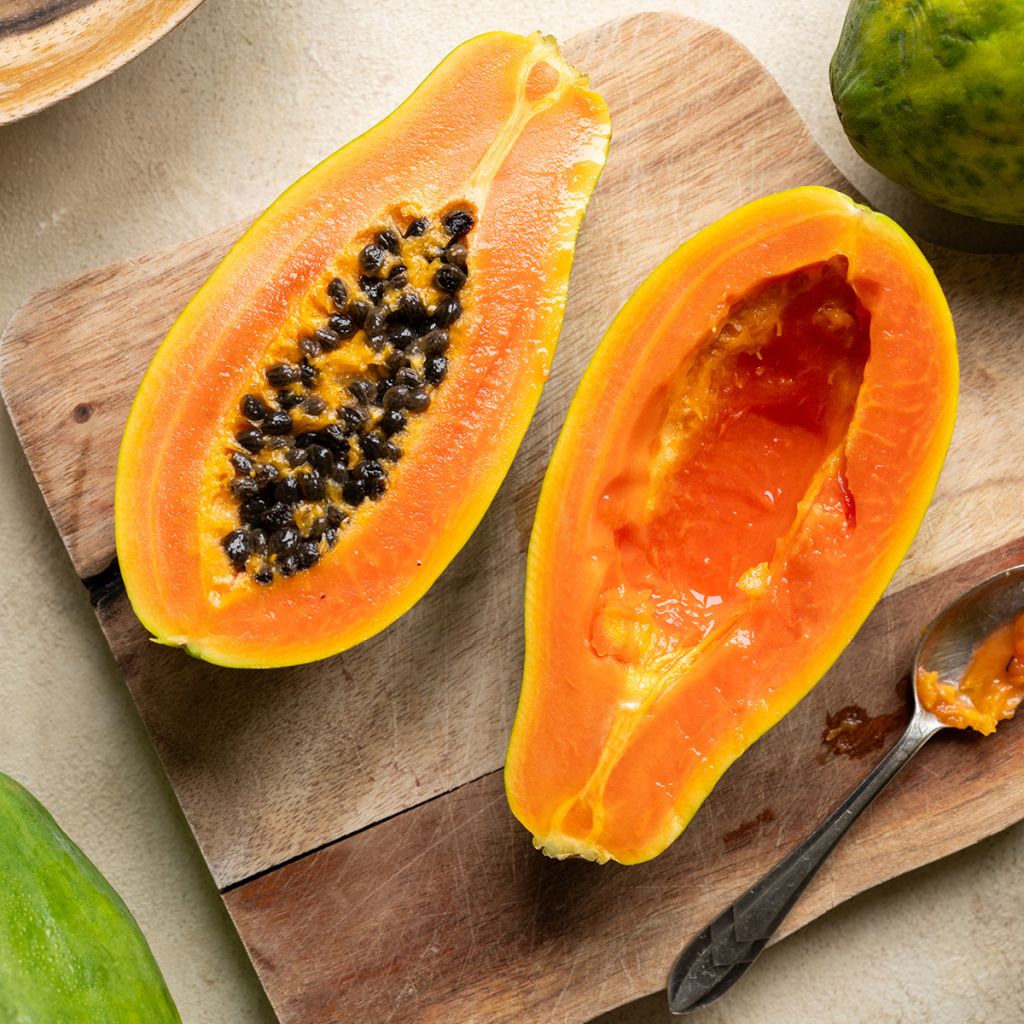 Melonenbaum - Carica papaya