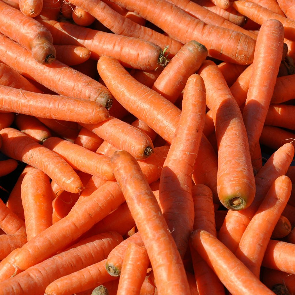 Möhre Berlicum 2