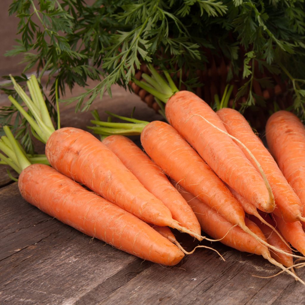 Möhre Juwarot