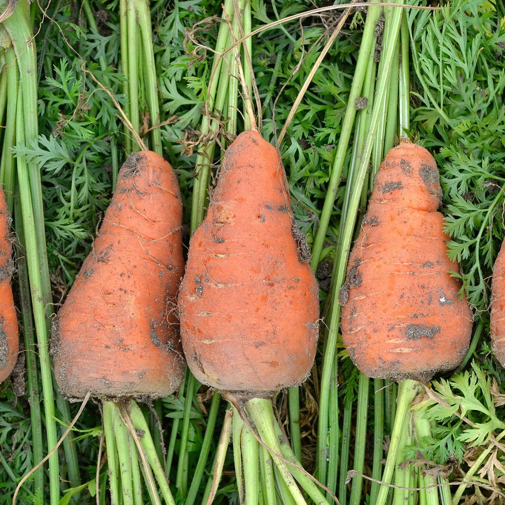 Möhre Chantenay à coeur rouge