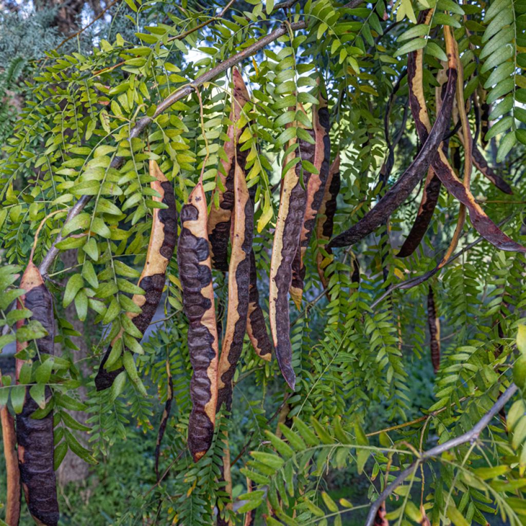 Johannisbrotbaum - Ceratonia siliqua