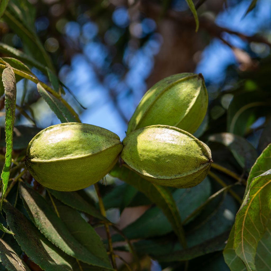 Pekannuss Delmas - Carya illinoinensis