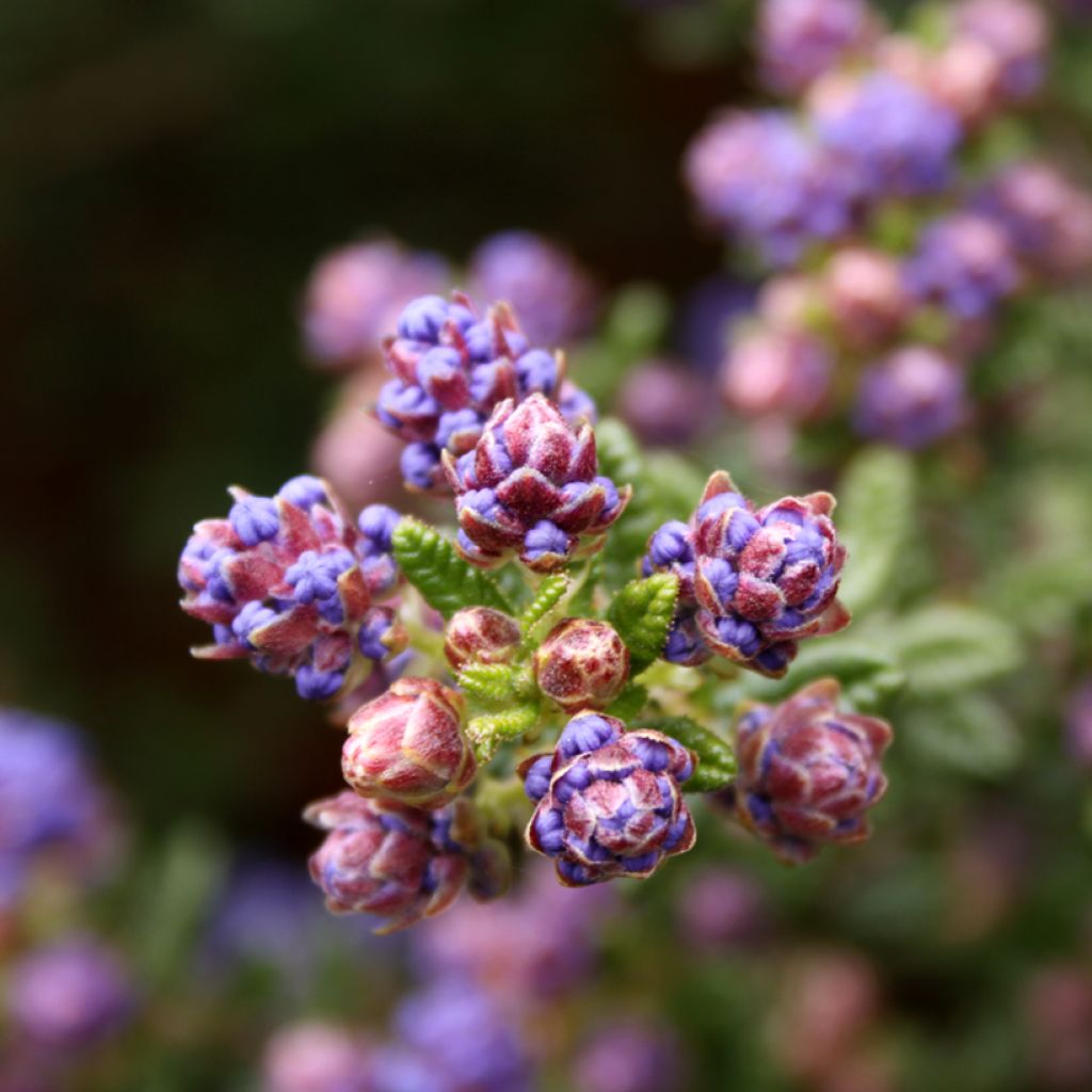 Säckelblume Puget Blue - Ceanothus impressus