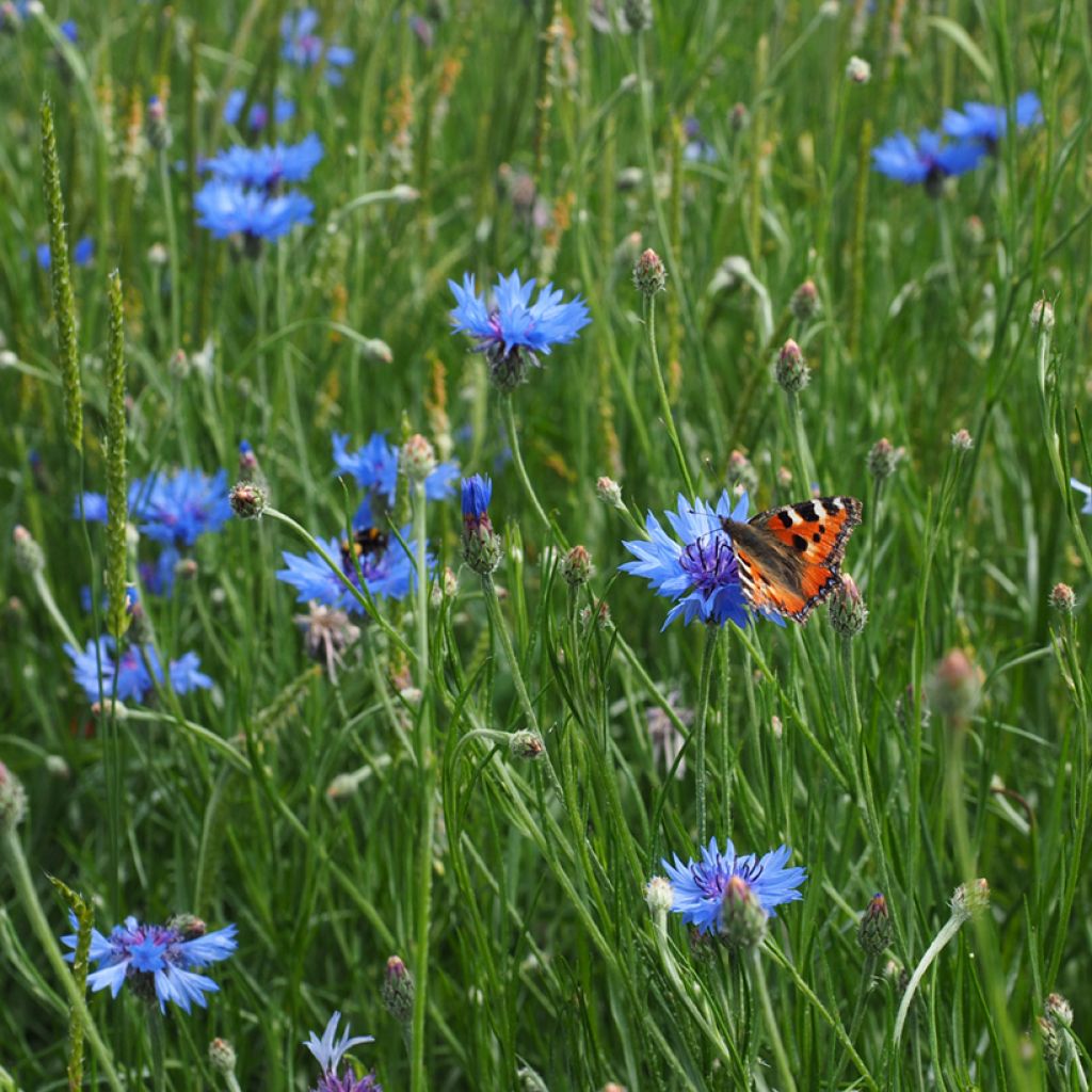 Kornblume (Samen) - Centaurea cyanus
