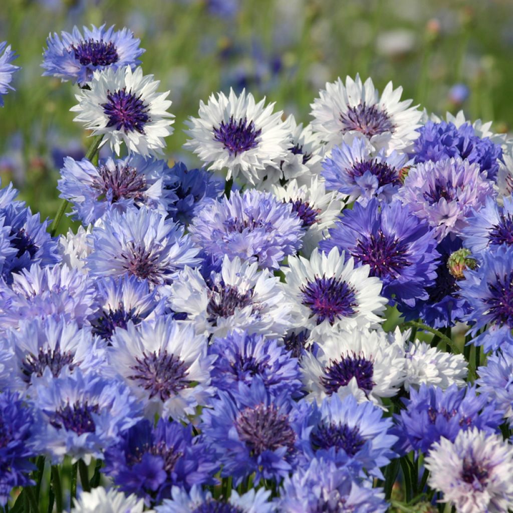 Kornblume Classic Fantastic (Samen) - Centaurea cyanus