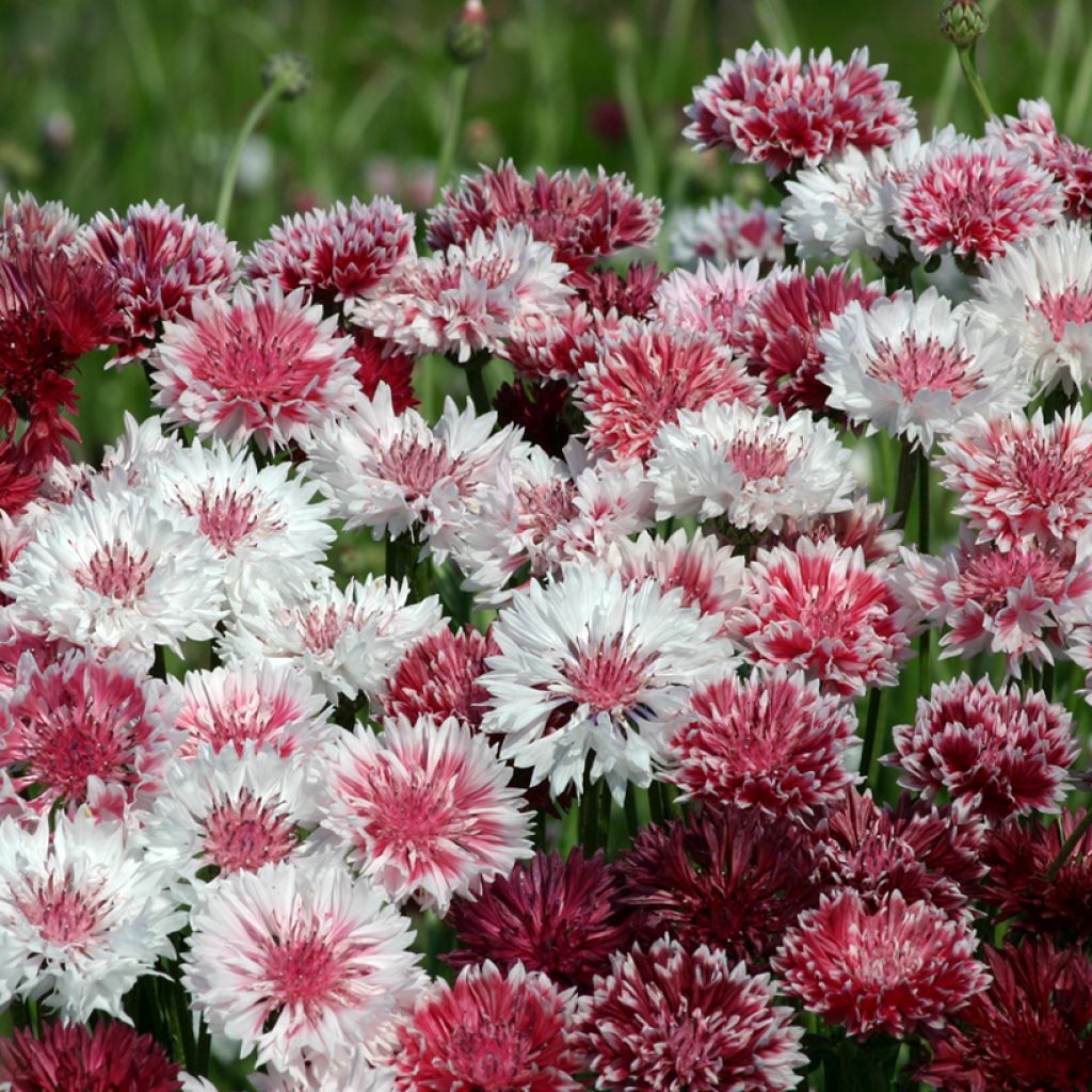 Kornblume Classic Romantic (Samen) - Centaurea cyanus