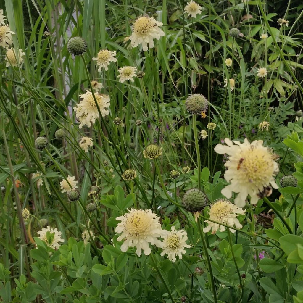 Cephalaria gigantea - Schuppenkopf