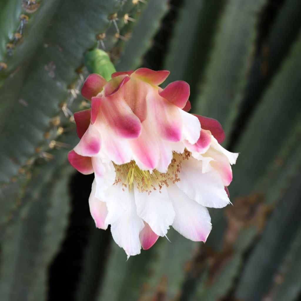 Säulenkaktus - Cereus peruvianus