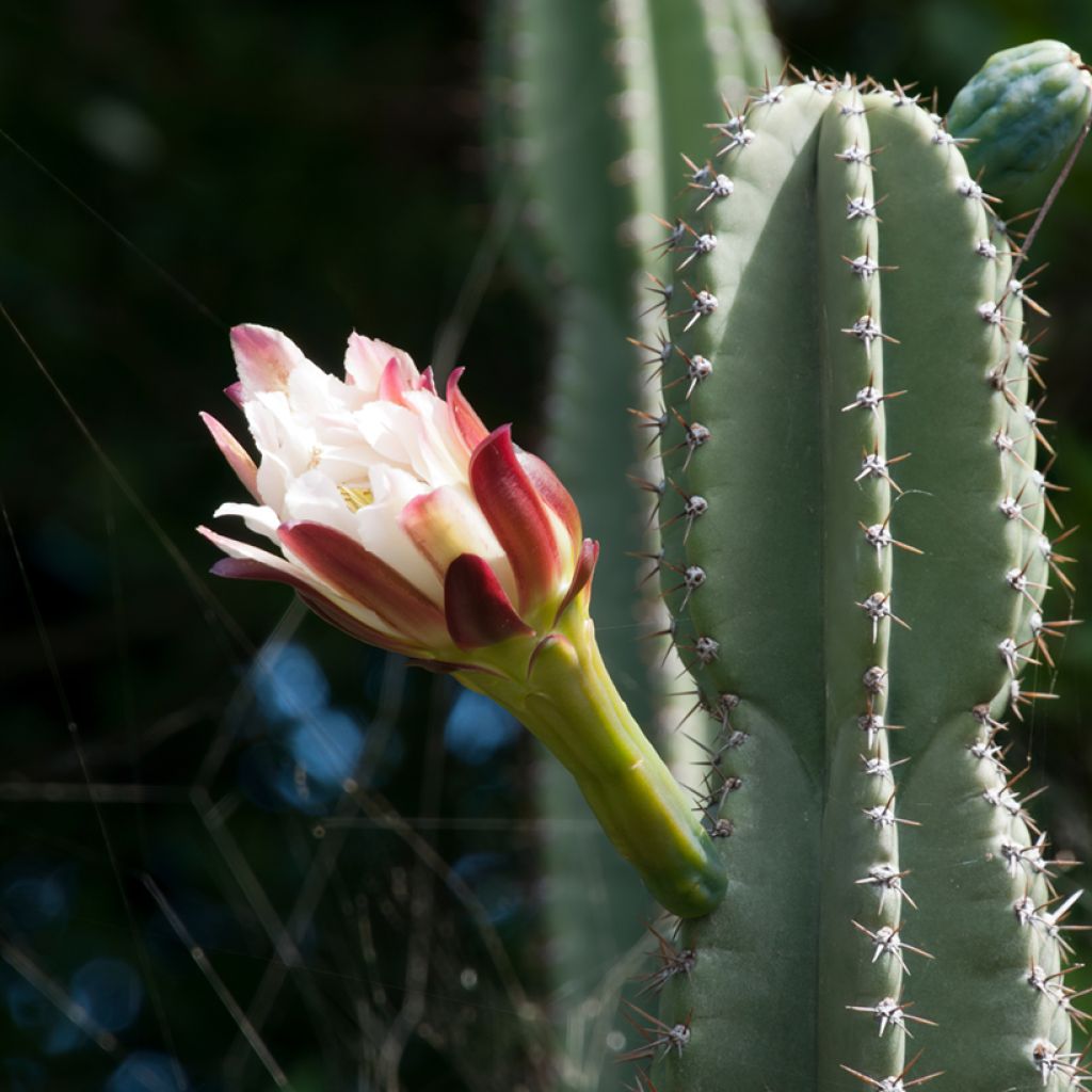 Säulenkaktus - Cereus peruvianus