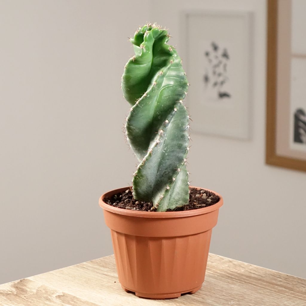 Cereus forbesii Spiralis - Säulenkaktus