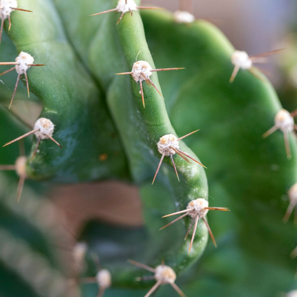 Cereus forbesii Spiralis - Säulenkaktus