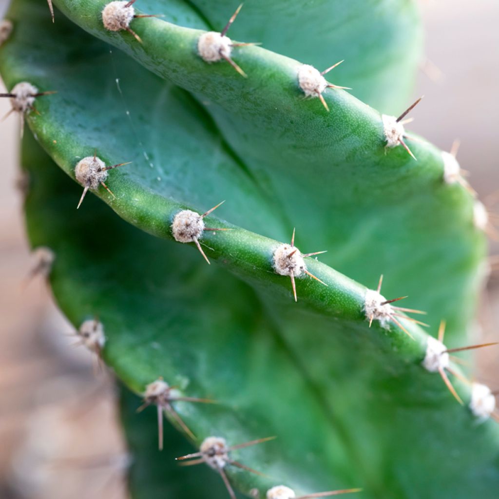 Cereus forbesii Spiralis - Säulenkaktus