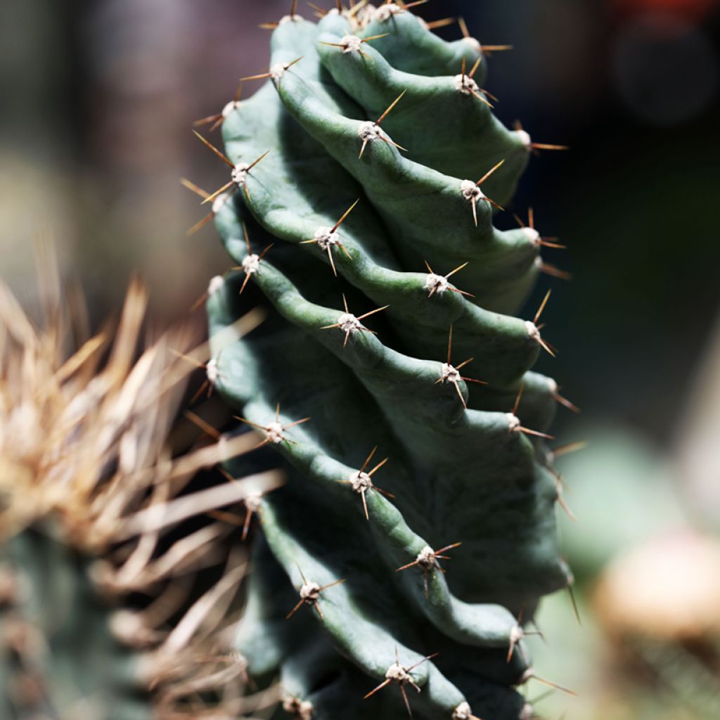 Cereus forbesii Spiralis - Säulenkaktus