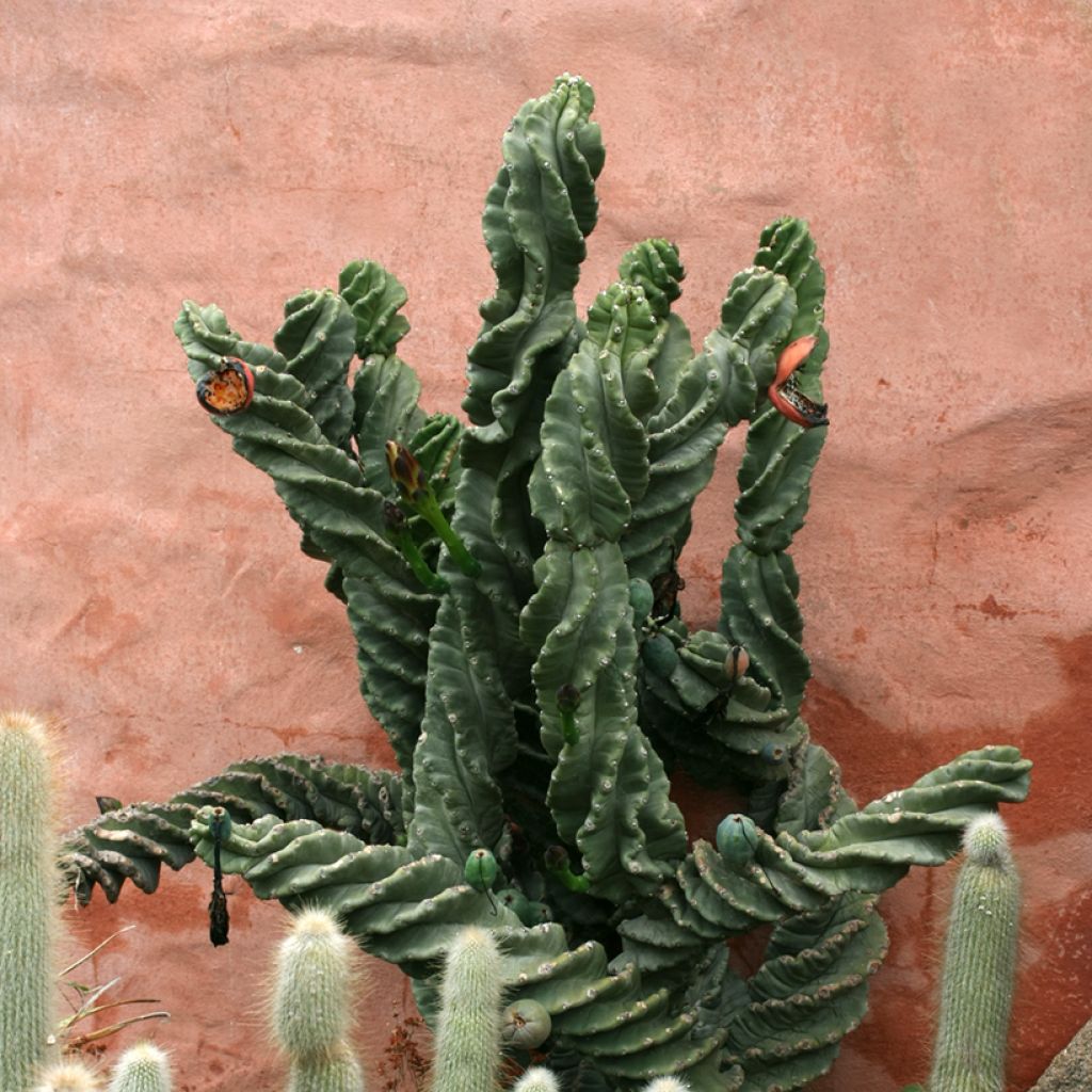 Cereus forbesii Spiralis - Säulenkaktus