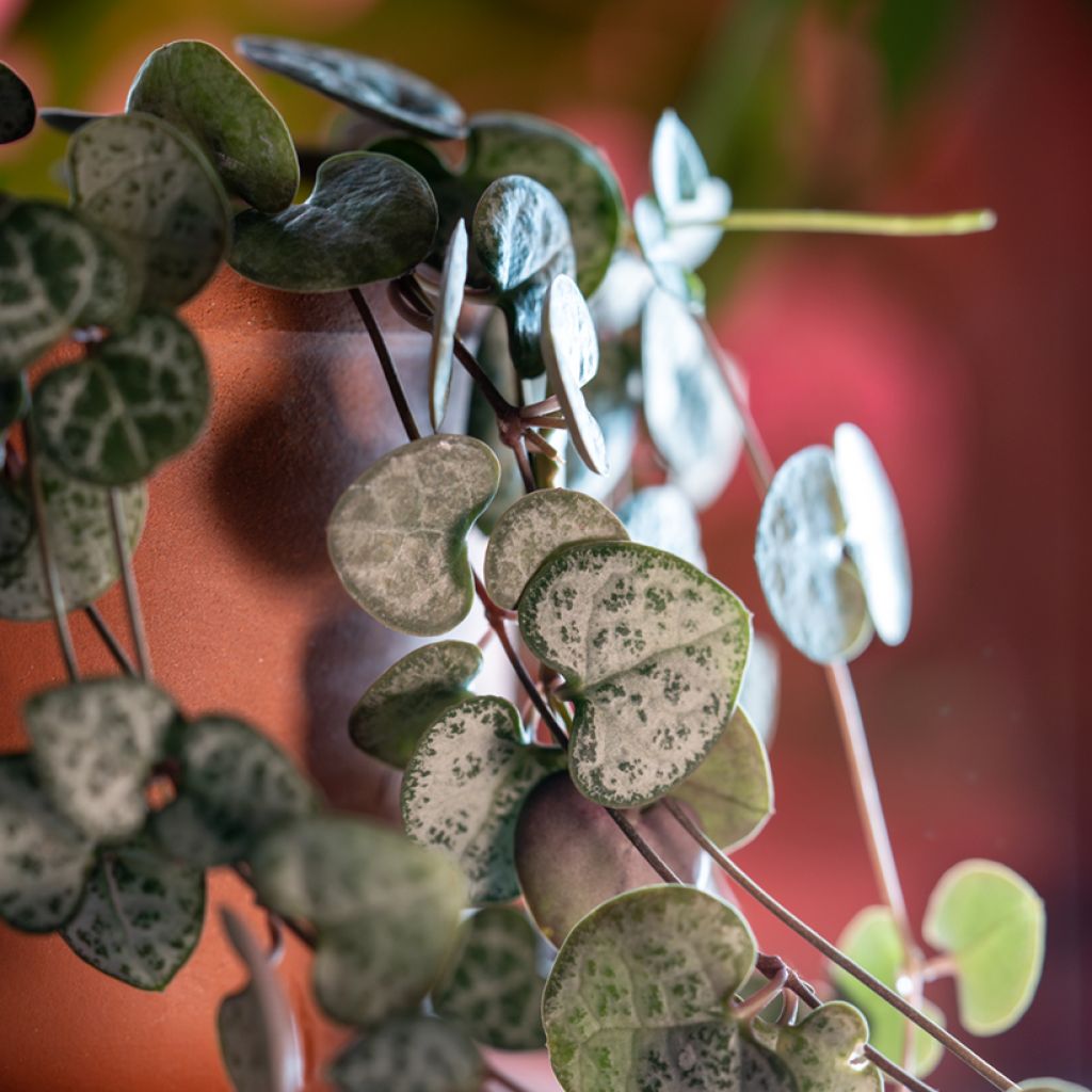 Leuchterblume - Ceropegia woodii
