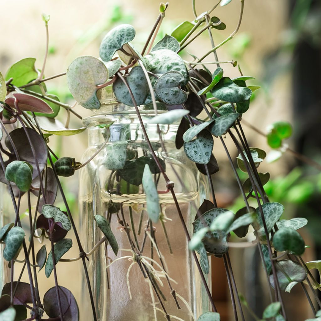 Leuchterblume - Ceropegia woodii