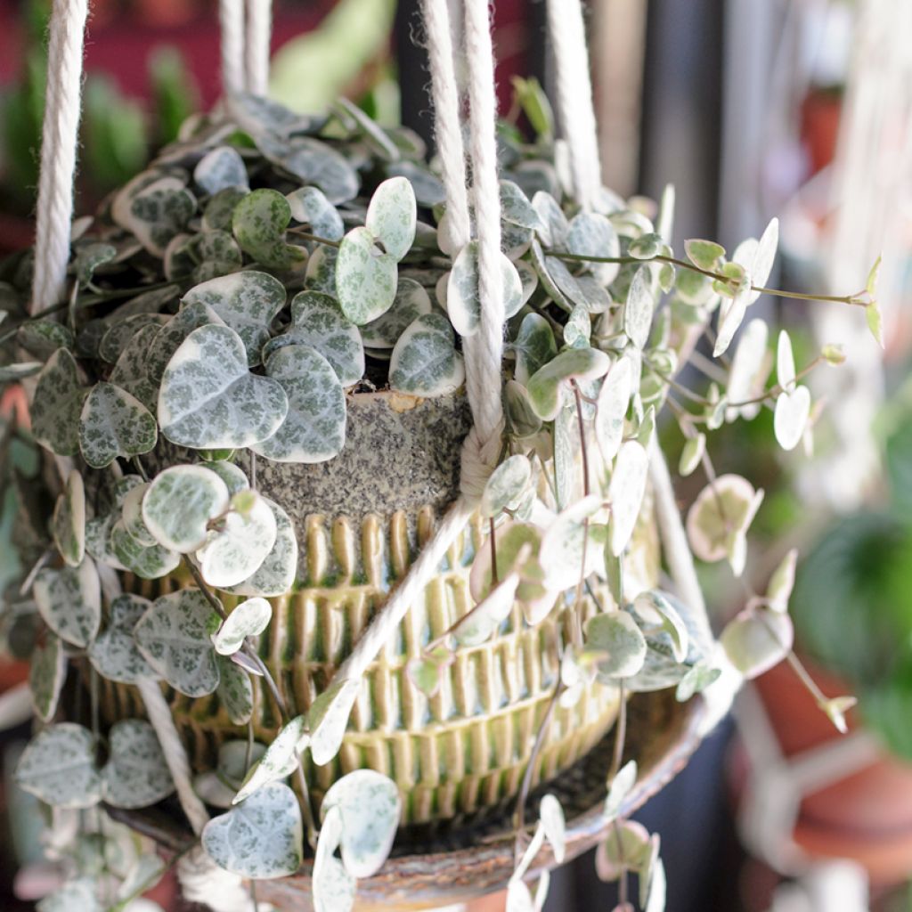 Ceropegia woodii Variegata - Leuchterblume