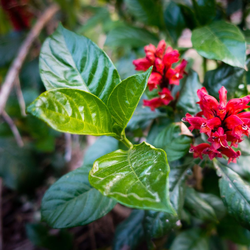 Cestrum fasciculatum Newellii - Roter Hammerstrauch