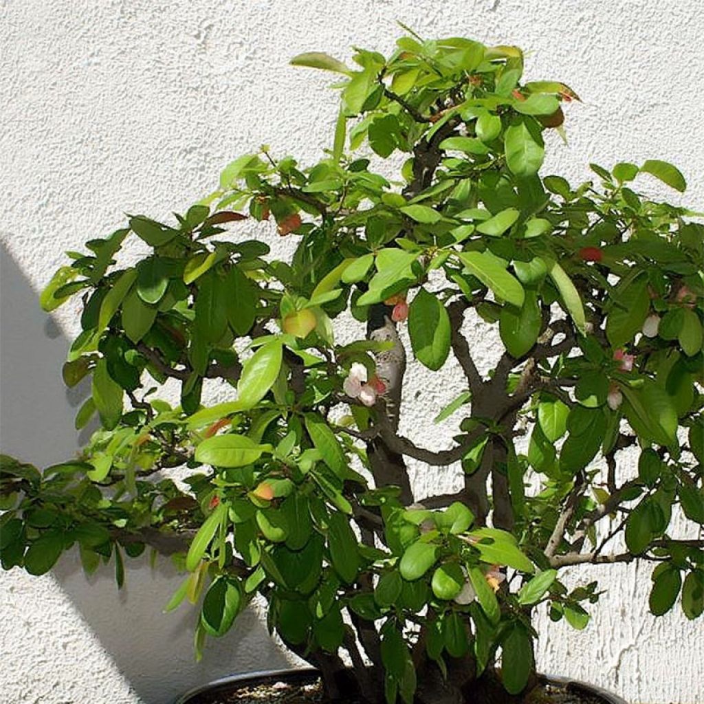Zierquitte Toyo-Nishiki - Chaenomeles speciosa