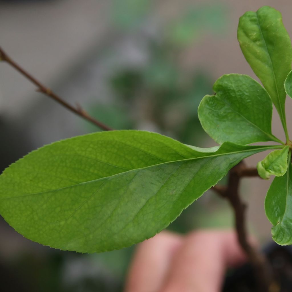 Zierquitte Toyo-Nishiki - Chaenomeles speciosa