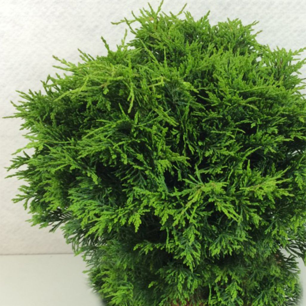Chamaecyparis lawsoniana Twisted Ball