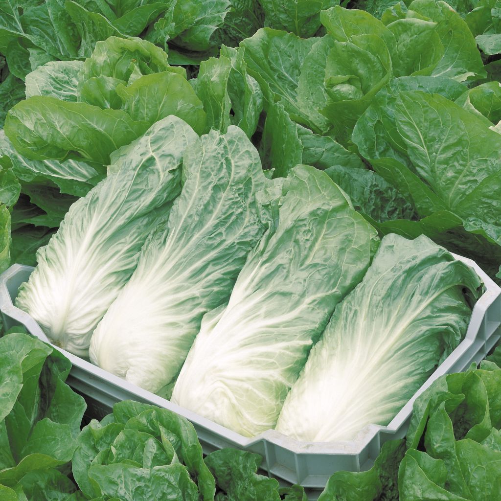 Zichoriensalat Pain de Sucre Bio